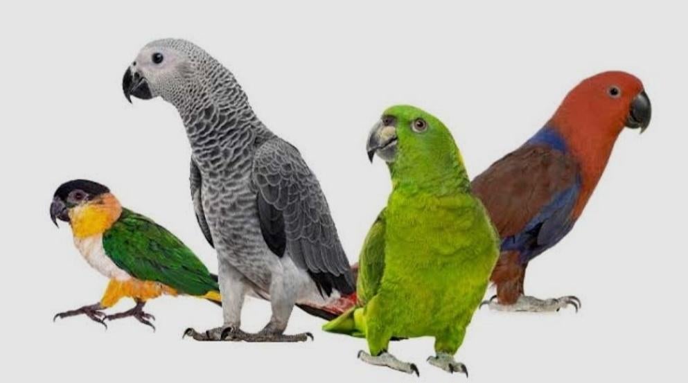 Gezocht Kromsnavels handopfok, Animaux & Accessoires, Oiseaux | Perruches & Perroquets, Bagué