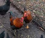 jonge hanen te koop, Dieren en Toebehoren, Pluimvee