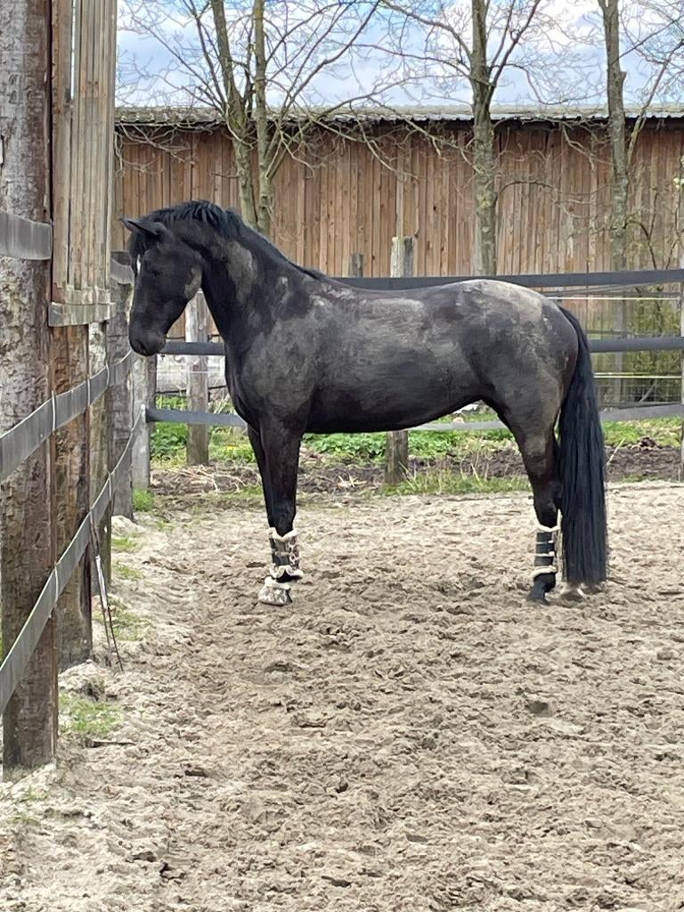 merrie te koop, Dieren en Toebehoren, Paarden, Merrie, Met stamboom, Niet van toepassing, 7 tot 10 jaar