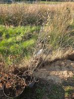 Magnolia étoilé, Enlèvement, Autres espèces, Arbuste, 100 à 250 cm