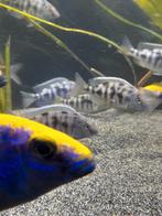 Nimbochromis venustus