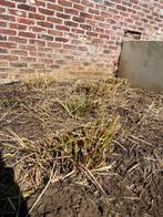 Siergras black beauty (3 jaar oud, volgroeid, 30 stuks), Ophalen, Volle zon, Vaste plant, Siergrassen