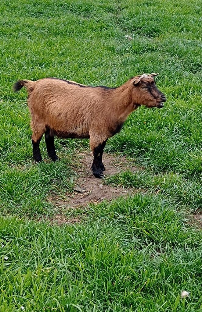 Mooi hoornloos vrouwelijk dwerggeitje, Femelle, Chèvre, 3 à 5 ans