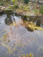 Zuiverende vijverplanten tegen spotprijs, Tuin en Terras, Ophalen