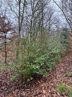 Ligustrum, Enlèvement, Arbuste