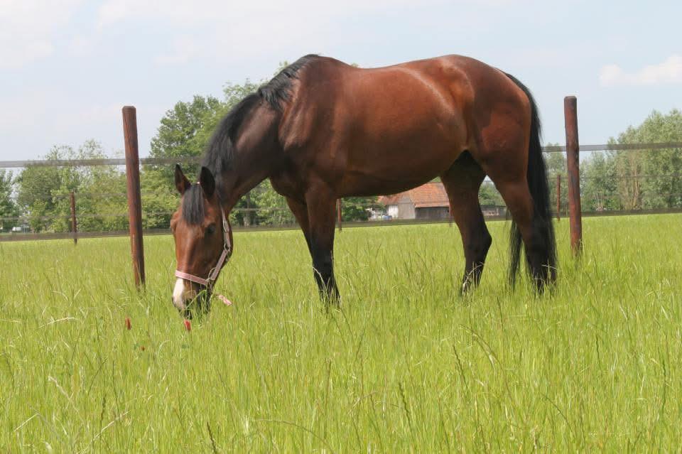 Merrie te koop, Merrie