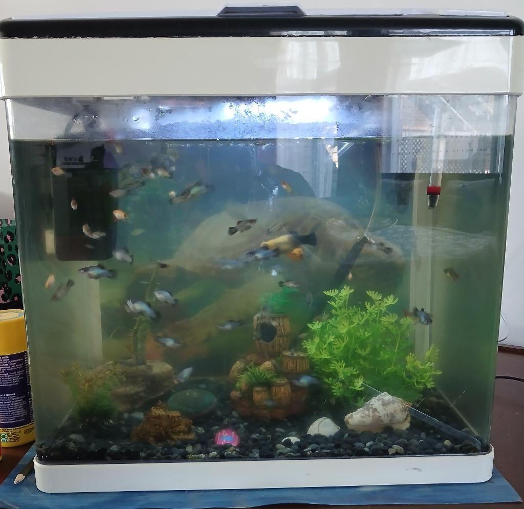 Aquarium Superfish COMPLET 30 Litres ( POISSONS OFFERTS ), Poissons inclus, Aquarium d'eau douce rempli, Comme neuf, Enlèvement