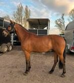 Prachtige pony te huur, Animaux & Accessoires, Chevaux, Hongre, Moins de 160 cm, Cheval de récréation