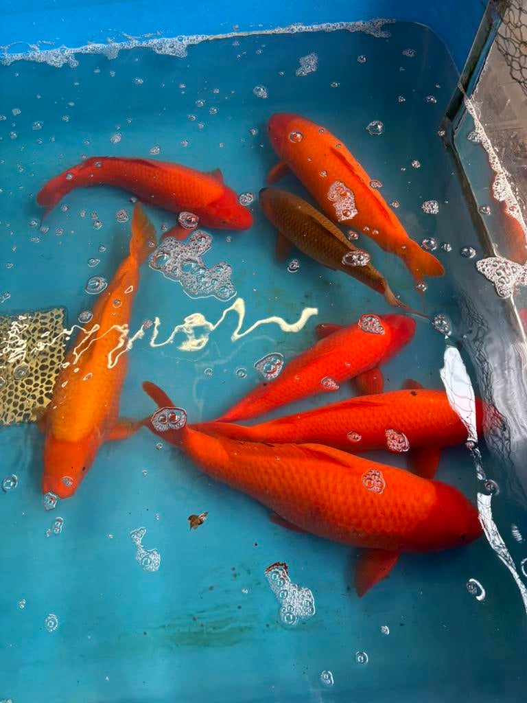 6 x bengigoi koi tot 55 cm, Animaux & Accessoires, Poissons | Poissons d'étang, Carpe ou Koï