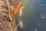 koi's te koop, Dieren en Toebehoren, Vissen | Vijvervissen, Karper of Koi