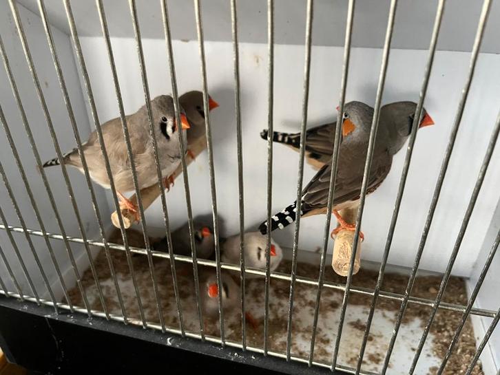 Zebravinken, Animaux & Accessoires, Oiseaux | Oiseaux Autre