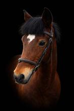 D springpony, Dieren en Toebehoren, Paarden, Springpaard, Minder dan 160 cm, Ruin, Niet van toepassing