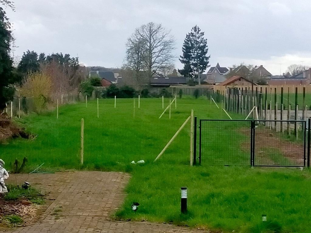 2500m2 gras aangeboden voor een aantal schaapjes