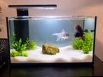Aquarium super fish 70 pro, Dieren en Toebehoren, Vissen | Aquaria en Toebehoren, Ophalen, Zo goed als nieuw