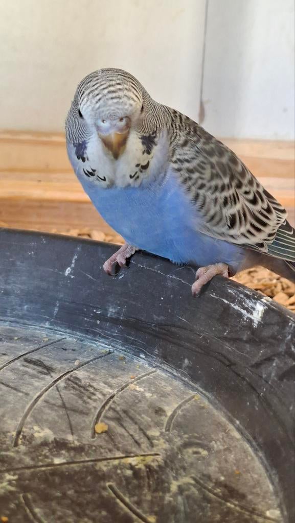 Violet split blackface pop, Dieren en Toebehoren, Vogels | Parkieten en Papegaaien