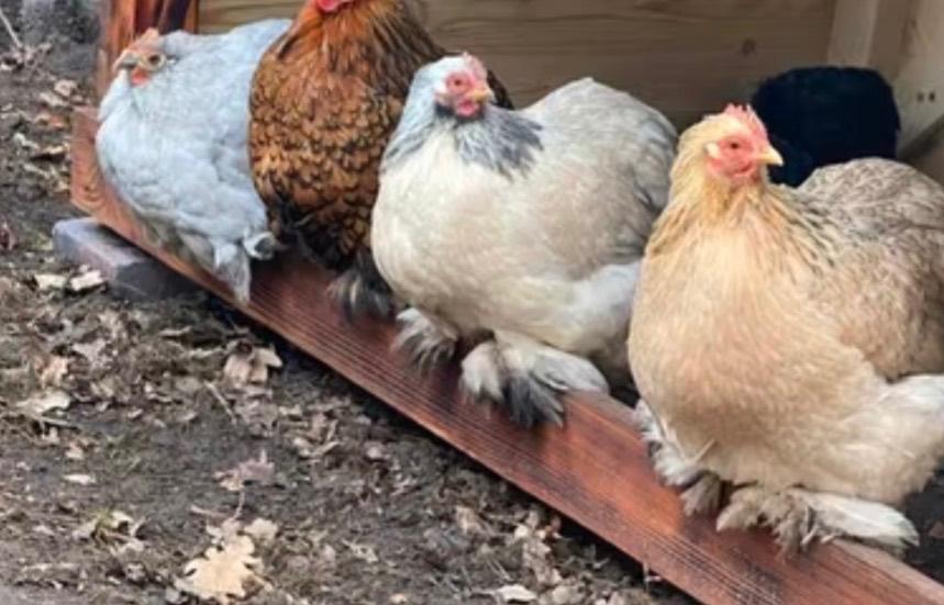 Trio Cochin kriel kippen, Dieren en Toebehoren, Pluimvee