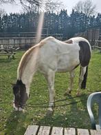 Simba – 14-jarige Pinto Ruin, Dieren en Toebehoren, Paarden, Minder dan 160 cm, Ruin, Gechipt, Zadelmak