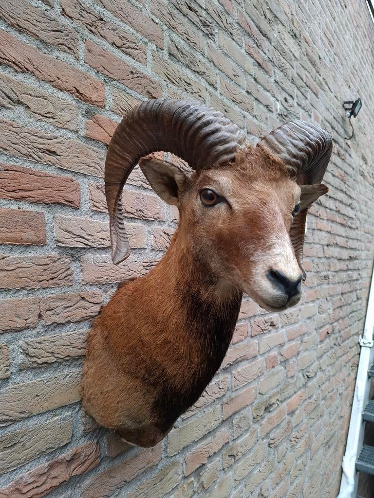 Opgezette moeflon taxidermie schedel hert jacht gewei, Ophalen, Wild dier, Gewei of Kop