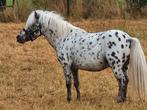 Appaloosa goedgekeurde hengst falabella 2011, Hengst