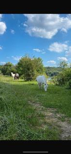 Weide in Kanne, Dieren en Toebehoren
