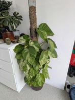 Epipremnum Aureum Marble Queen, Huis en Inrichting, Kamerplanten, Ophalen