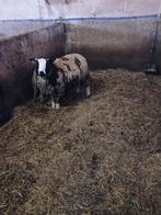 schapen, Dieren en Toebehoren, Schapen, Geiten en Varkens, Mannelijk, Schaap, 0 tot 2 jaar