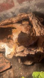 Baardagaam+ toebehoren, Dieren en Toebehoren, Tam