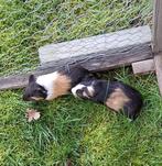 2 vrouw. cavia’s (eigen kweek), €12/stuk, regio Asse, Animaux & Accessoires, Janvier, Femelle, Cobaye