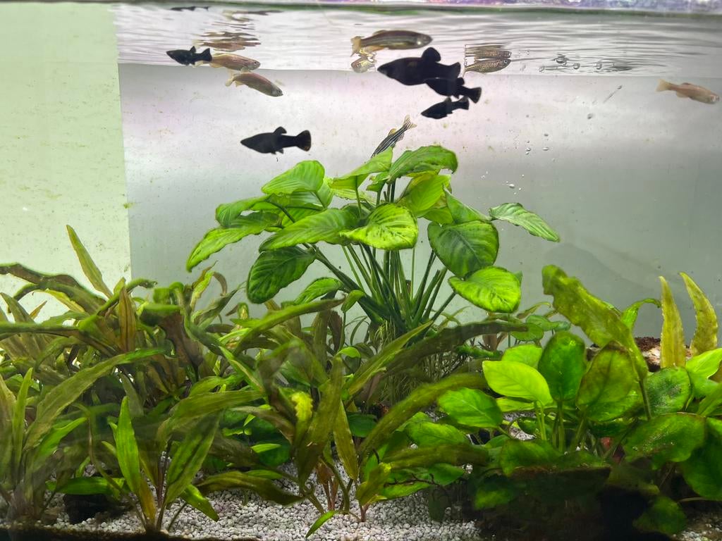 Danio & black moli, Poisson, Poisson d'eau douce, Banc de poissons