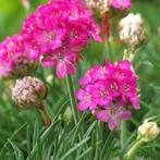 Armeria Abbey Rose, Ophalen