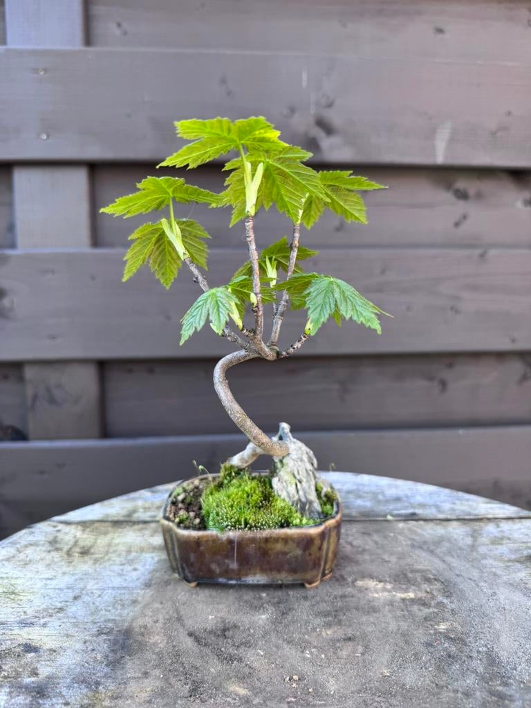 Pre Bonsaï Mix, Jardin & Terrasse, Enlèvement ou Envoi, En pot, Moins de 100 cm, Autres espèces