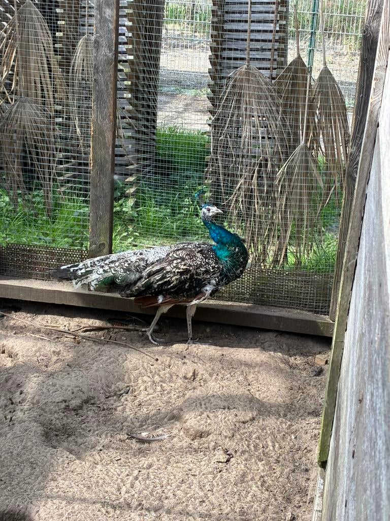 Zwartvleugelpauw haan, Animaux & Accessoires, Mâle, Autres espèces