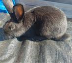 Witte nieuw Zeelander X Blauw van Sint Niklaas Rammelaar, Dieren en Toebehoren, Konijnen, Mannelijk, Groot, 0 tot 2 jaar