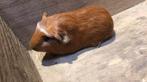 Cavia zeugjes, Dieren en Toebehoren, Knaagdieren, Vrouwelijk, Tam, Maart, Cavia