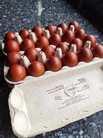 Œufs à incuber de marrons noirs et bleus à col argenté