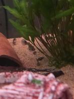 Helena escargots 0,50€/pièce