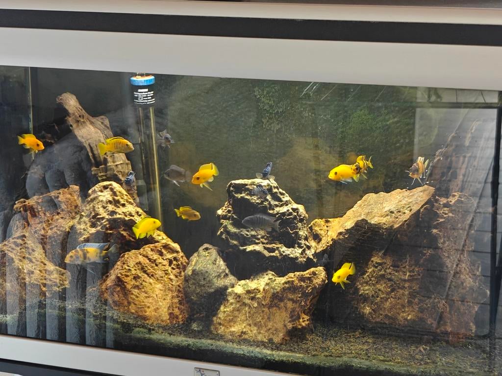 Aquarium met vissen, Enlèvement, Eheim