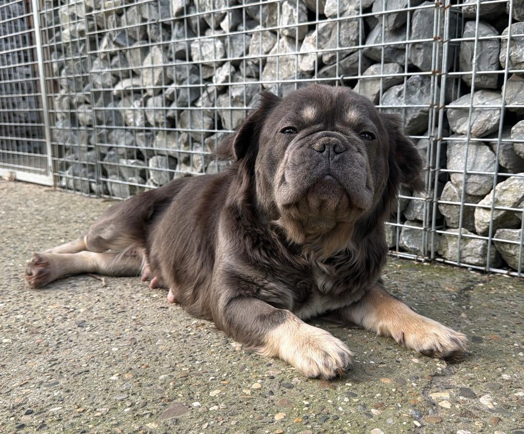 Fluffy Frenchie Fluffy Franse bulldog, 1 à 2 ans, Hépatite contagieuse (maladie de Rubarth), Chienne, Belgique