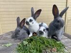 Reuzenvlinders Groot-Lotharingers blauw, Dieren en Toebehoren, Konijnen, Meerdere dieren, Groot, 0 tot 2 jaar