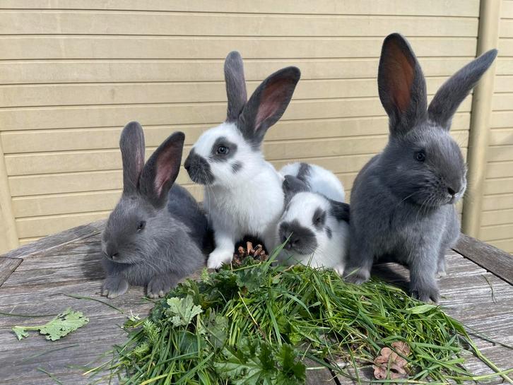 Reuzenvlinders Groot-Lotharingers blauw, Dieren en Toebehoren, Konijnen, Groot, Meerdere dieren, 0 tot 2 jaar