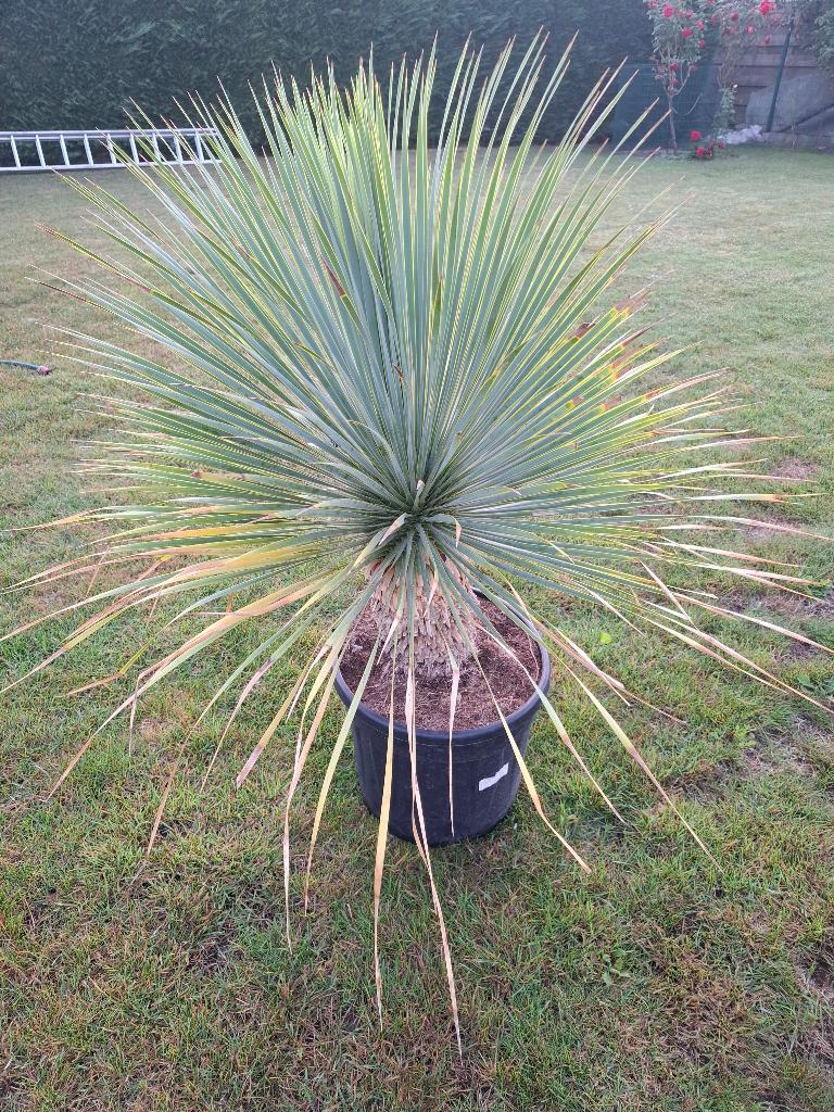 Ycca Rostrata stamhoogte 22 cm, Tuin en Terras, Planten | Bomen, Ophalen, Palmboom, Minder dan 100 cm