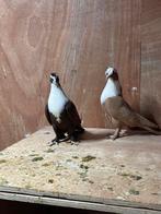 Sriche en arabische duiven