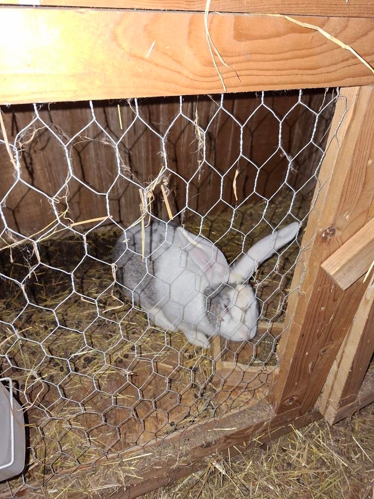 Duitse vlaamse reus, Mannelijk, Groot