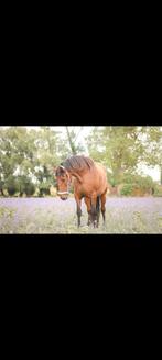 arabo/pre (draag- therapie- gezelschap)merrie, Animaux & Accessoires, Chevaux, 11 ans ou plus, Débourré, Vacciné, Jument