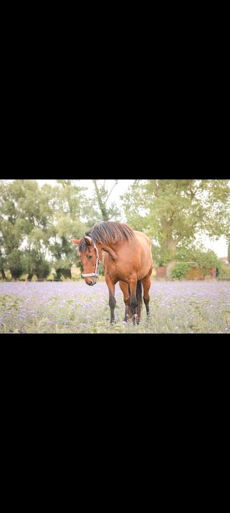 arabo/pre (draag- therapie- gezelschap)merrie, Animaux & Accessoires, Chevaux, Jument, Débourré, 170 à 175 cm, 11 ans ou plus