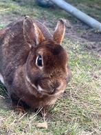 Konijn, Dieren en Toebehoren, Konijnen, Vrouwelijk, Klein, 6 tot 8 jaar