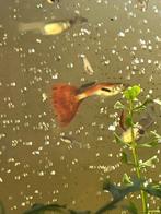Guppies, Dieren en Toebehoren