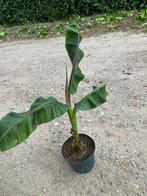 Musa sikimensis en musa basjoo, Tuin en Terras, Ophalen