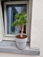 Horn Tree - Crassula Ovata, Ophalen, Zo goed als nieuw