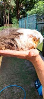 Cavia, Dieren en Toebehoren, Cavia